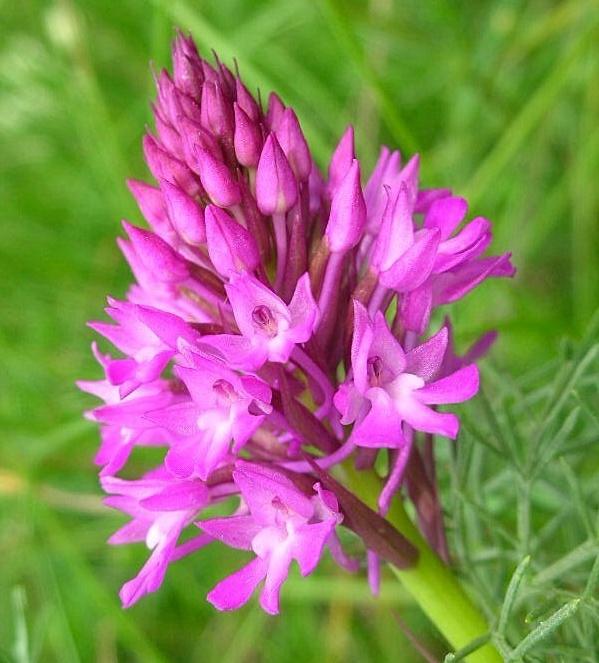 Anacamptis pyramidalis / Orchidea piramidale  (apocromia)